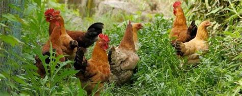 彭水山谷土鸡养殖合作社，鸡，鸡蛋批发