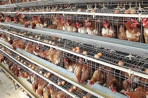 台湾1万只蛋鸡利润与成本分析-河南牧之富牧业设备有限公司