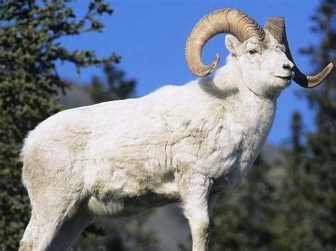 羊年话羊--中国摄影家协会网