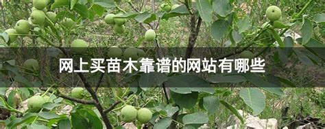 网上买苗木靠谱的网站有哪些-致富经-中国花木网