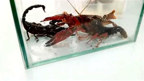 动物世界：小龙虾与蝎子螃蟹被关到一起啦，一场战斗不可避免！
