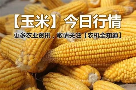 【今日最新玉米价格】2017年11月30日玉米价格走势