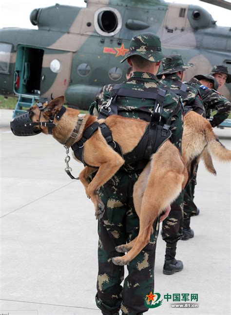 解放军特种部队军犬首次参加机降演练(图)|军犬| 机降_凤凰资讯