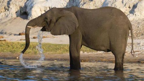 大象用鼻子吸水不会呛到吗？小象偷偷用嘴喝水，却被妈妈眼神阻止