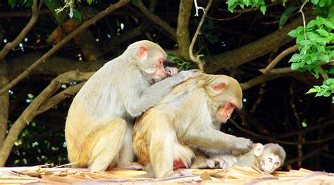 野生动物猴子高清图片下载-正版图片308035476-摄图网
