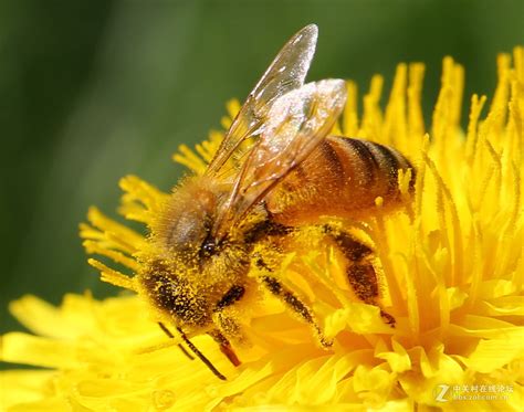 飞翔的蜜蜂昆虫素材图片免费下载-千库网