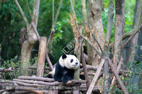 卧龙国家级自然保护区的大熊猫，中国四川 (© Lynn M. Stone/Minden Pictures)