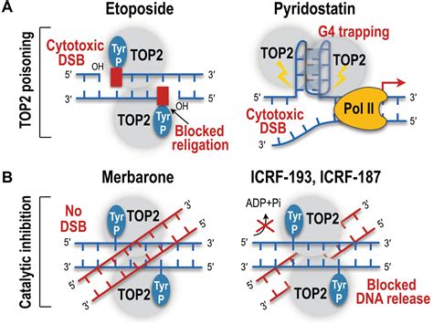 Untangling the roles of TOP2A and TOP2B in transcription and cancer ...