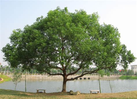 丛生香樟树从培育到成长的种植技术-湖南泽熙林业香樟树基地