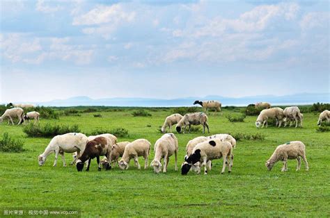 绿色生态养殖 振兴牛羊产业——2018首届南方肉牛羊产业发展高峰论坛