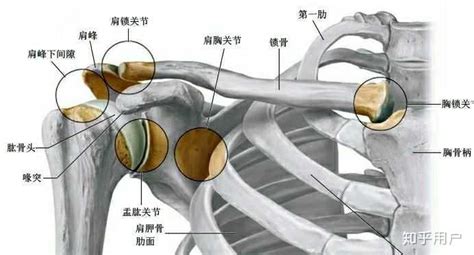 肩关节肌肉解剖图图片 肩关节肌肉解剖图图片
