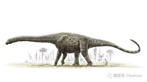 体型最巨大的陆地动物之一阿根廷龙|侏罗纪|泰坦_新浪新闻