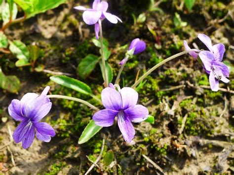 紫花地丁的移栽种植和播种种植注意事项_爱花网