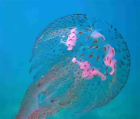 高清: 美艳的深海水母, 从未见过, 原来如此美丽|水母|深海|浮游生物_新浪新闻