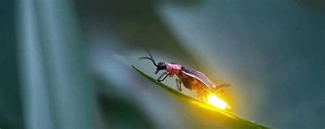 萤火虫生活习性是什么-百度经验
