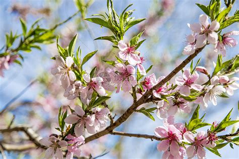 春天盛开的桃花高清图片下载-正版图片501261607-摄图网