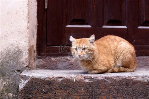 家门口的猫高清摄影大图-千库网