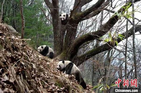 陕西·佛坪大熊猫区域公共品牌发布会在西安举行 - 中国网