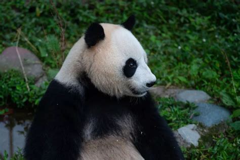 腾讯公司认养大熊猫“耀耀” 秀出名门来历不凡_大成网_腾讯网