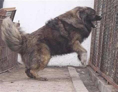 高加索犬与藏獒打架谁厉害？对比分析后藏獒赢面较小-宠物主人