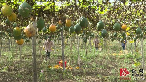 村民回乡创业种植瓜蒌，产业达300亩，预计年收入可达120万元！ - 惠农网