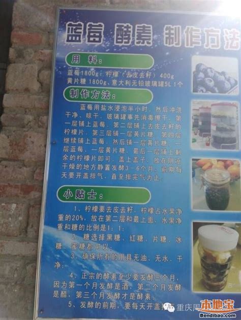 2016重庆主城端午节蓝莓采摘地点推荐- 重庆本地宝