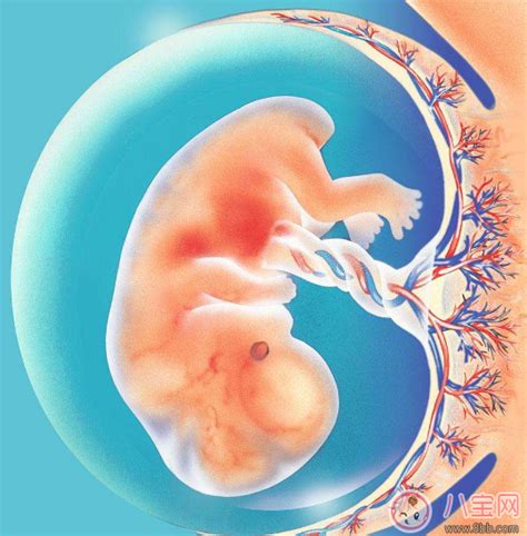 胎儿入盆后多久会生 胎儿入盆自己怎么摸 _八宝网