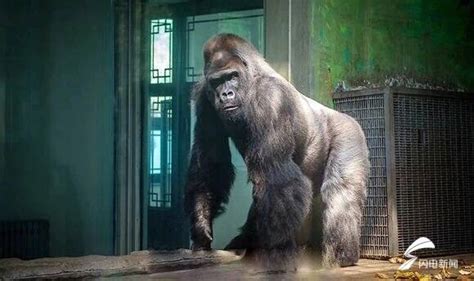 国内动物园最长寿大猩猩“威利”济南去世 生前影像曝光-在临沂
