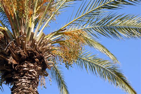 棕榈树冠生长阳光蓝色火鸡叶子植物树叶热带树干晴天高清图片下载-正版图片320410751-摄图网