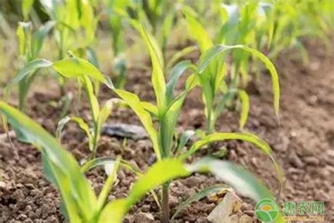 2020年冬季部级抽查玉米种子样品品种纯度小区种植鉴定圆满完成_要闻_资讯_种业商务网