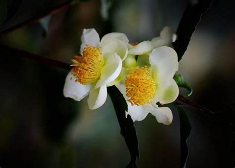 茶树花图片