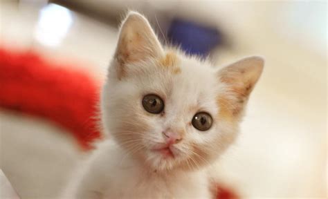 高清可爱小猫咪壁纸_动物_太平洋科技