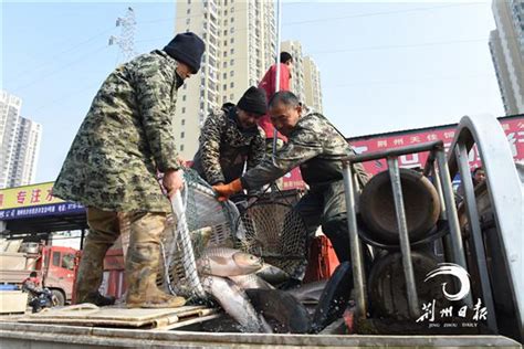 长江刀鱼被卖到上千元一斤，它这么金贵！为何不能人工养殖？原来它这么金贵！_鱼类专题（淡水鱼专题）_水产养殖网