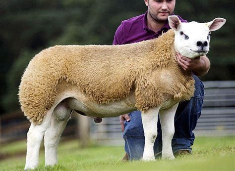 世界上最贵的羊（英国一只羊拍卖会上36.5万英镑成交） | 说明书网