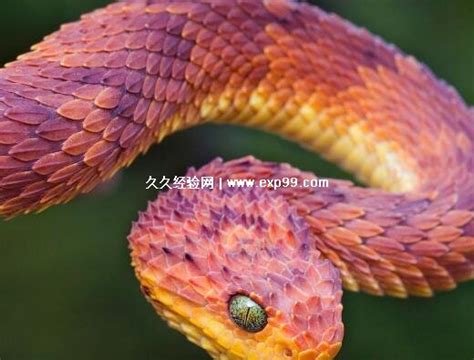 基伍树蝰图片