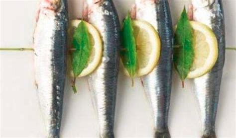沙丁鱼不能和什么一起吃_沙丁鱼如何清洗_苹果绿
