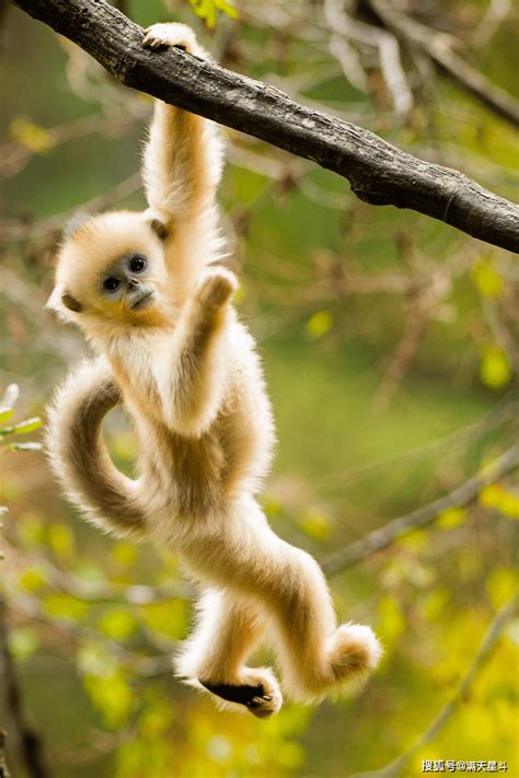 金丝猴的名气为什么那么大，它有什么生活习性