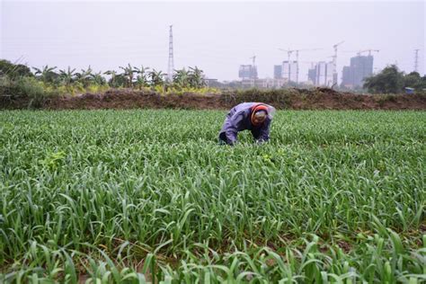 2023年湖南省农作物种子（水稻）品种纯度种植鉴定活动在海南省陵水县举行_要闻_资讯_种业商务网