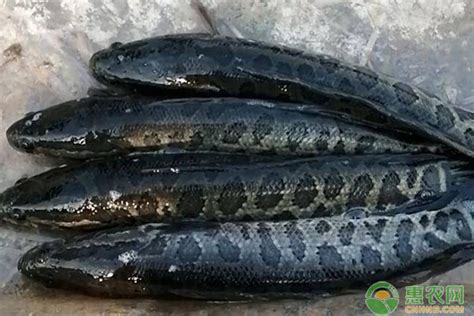 黑鱼的生活习性及特点 - 鱼类百科 - 酷钓鱼