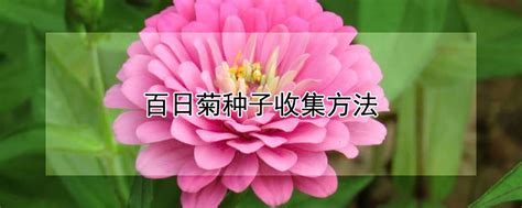 百日菊种子收集方法 —【发财农业网】