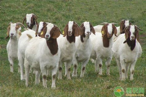 2022年活羊价格多少钱一斤？ - 惠农网