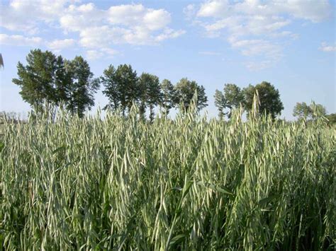 小麦原产于西亚，大约五千年前经过多种渠道传入我国_遗存