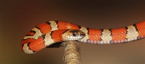梦见一条红色的蛇什么意思 - 解梦命理 - 微文网