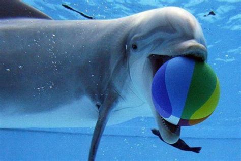 关于海豚智慧的6个惊人事实