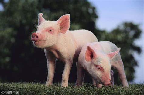 颤抖！猪肉供应国增至20！加拿大趁机对华猪肉出口涨60% 还要涨！_肉交所