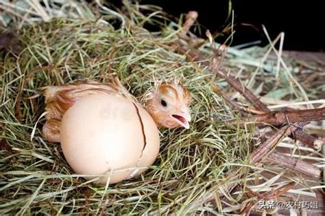 小鸡图片-鸡蛋从中孵化的两只小鸡素材-高清图片-摄影照片-寻图免费打包下载