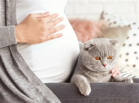 怀孕母猫的照顾和注意事项 - 知乎