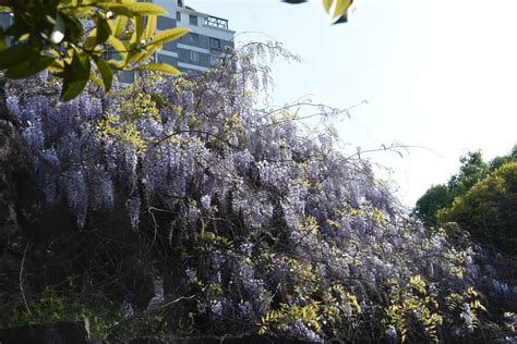 紫藤挂云木，花蔓宜阳春。密叶隐歌鸟，香风留美人。——李白