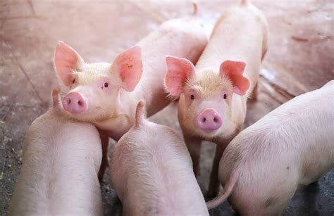 国家统计局：11月猪肉价格环比上涨12.2%_凤凰网视频_凤凰网