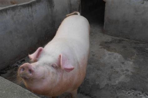 最佳的后备母猪配种期 - 冷农网